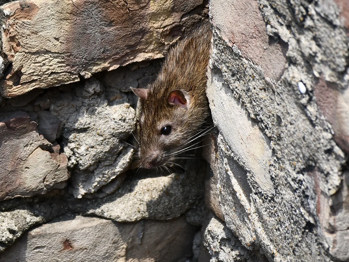 Rodent Proofing